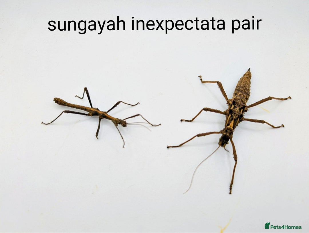 Stick Insects invertebrates for sale: Stick and leaf insect eggs - Image 2