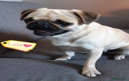 Pug dogs for adoption: 💖🐶 LOLA 🐶💖 - Image 18