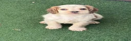 Cocker Spaniel dogs for sale: Beautiful cocker spaniel puppies  in York - Advert 5