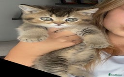 British Shorthair cats for sale: Scottish folds cross blue British - Image 3