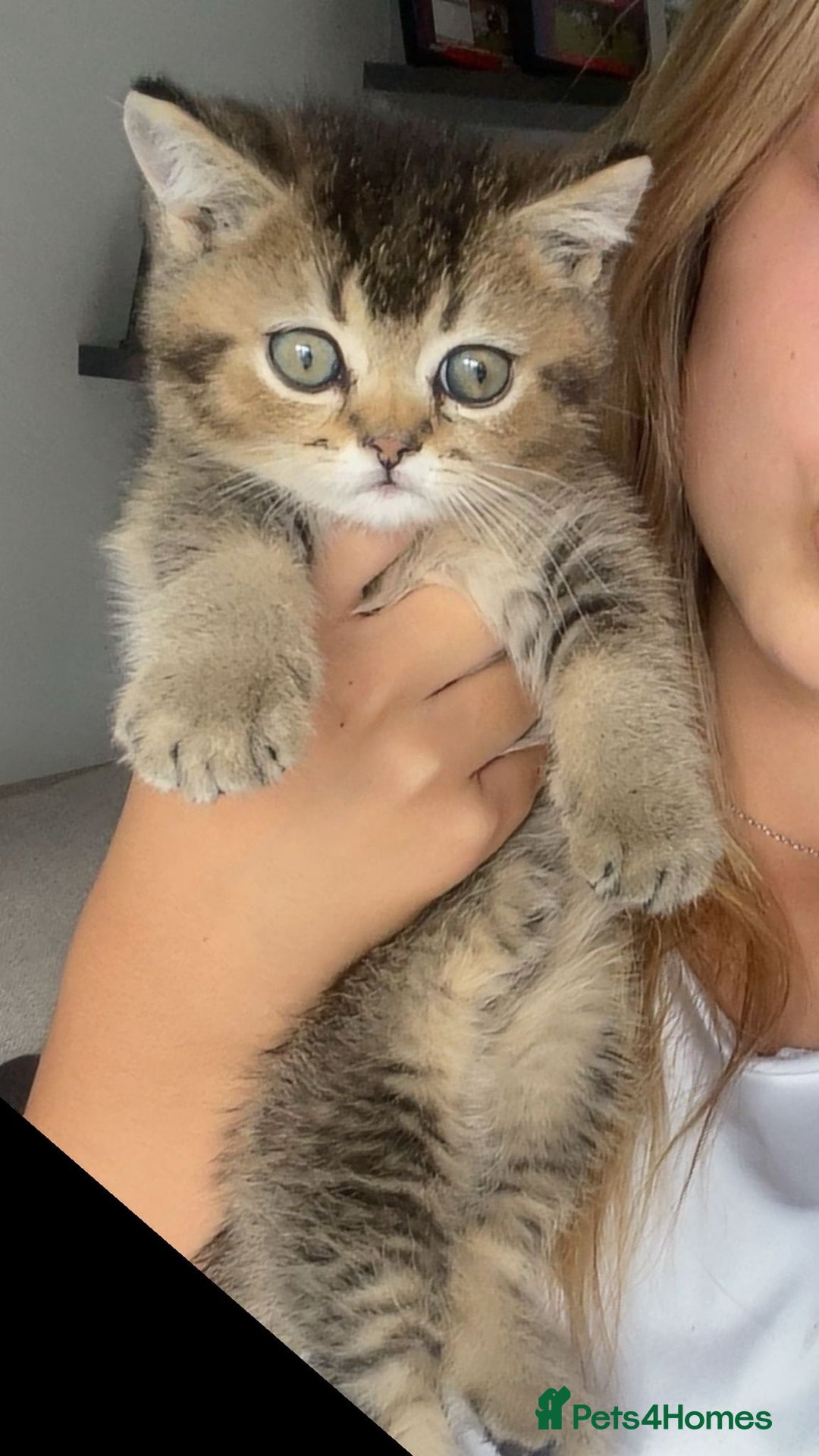 British Shorthair cats for sale: Scottish folds cross blue British - Image 3