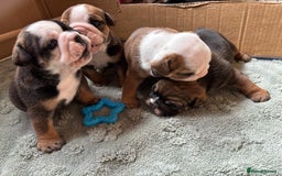 English Bulldog dogs for sale: Ready to go English bulldog puppies - Image 2