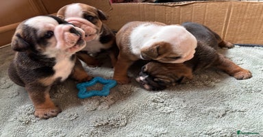 English Bulldog dogs - Advert 8