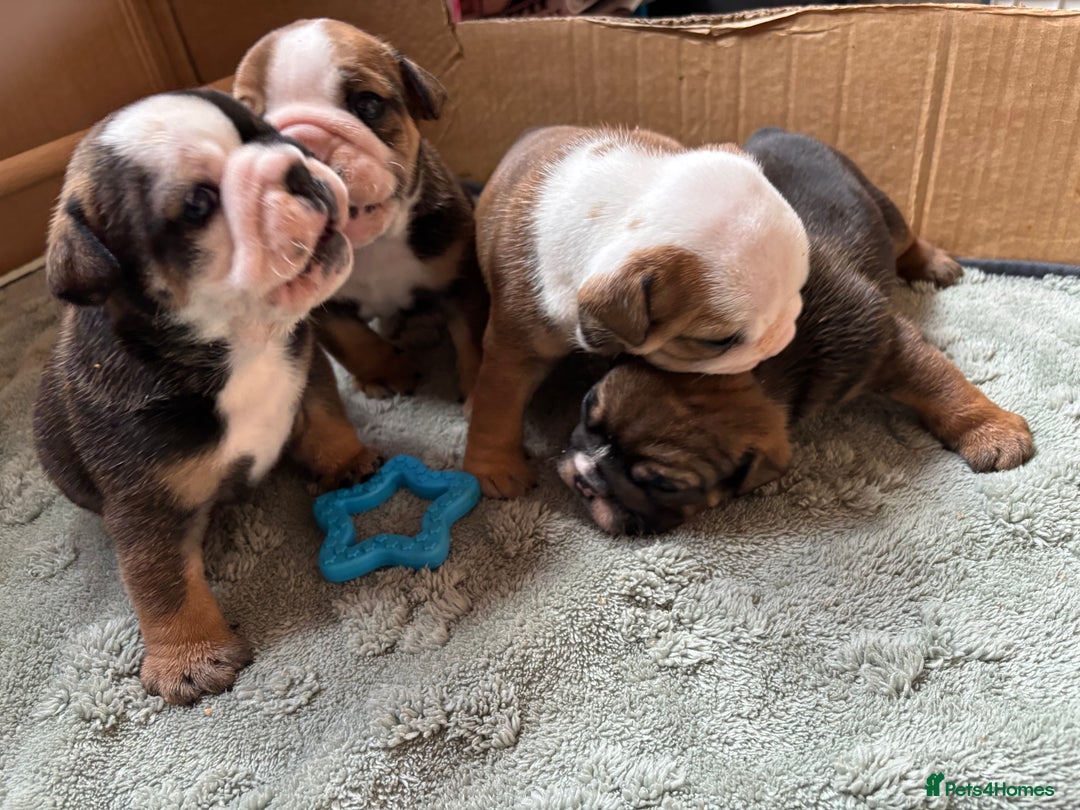 English Bulldog dogs for sale: Ready to go English bulldog puppies - Image 2