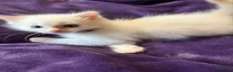 Ragdoll cats for sale: Rare flame point boy pure bred white fur blue eyes - Advert 9