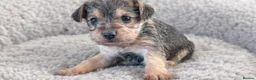 Mixed Breed dogs for sale: Norfolk terrier cross - Advert 3