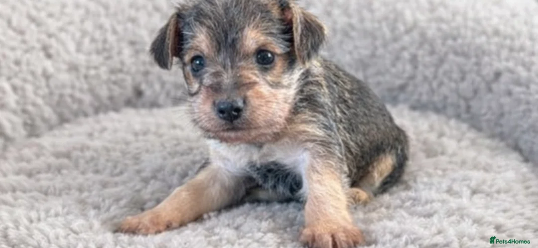 Mixed Breed dogs for sale: Norfolk terrier cross - Advert 3
