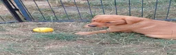 Labrador Retriever dogs for sale: Labrador Puppies Fox Red - Advert 14