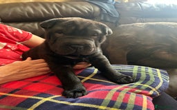 Shar Pei dogs for sale: 2 females 3 males Shar pei pups - Image 26