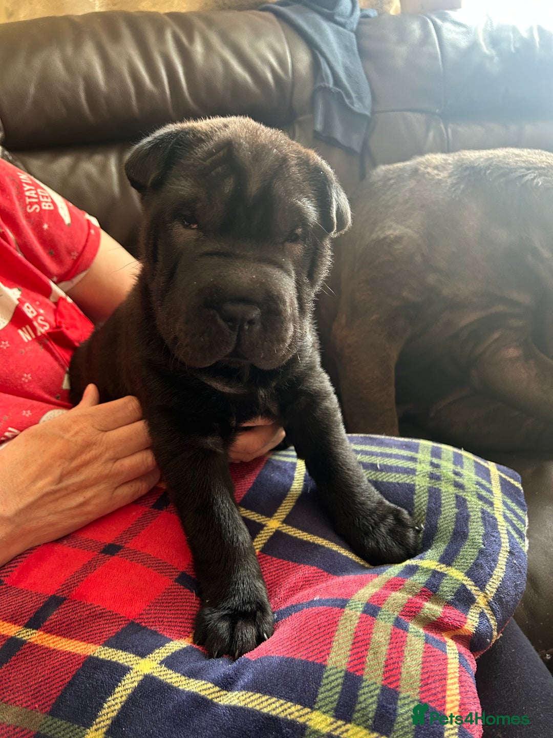 Shar Pei dogs for sale: 2 females 3 males Shar pei pups - Image 26