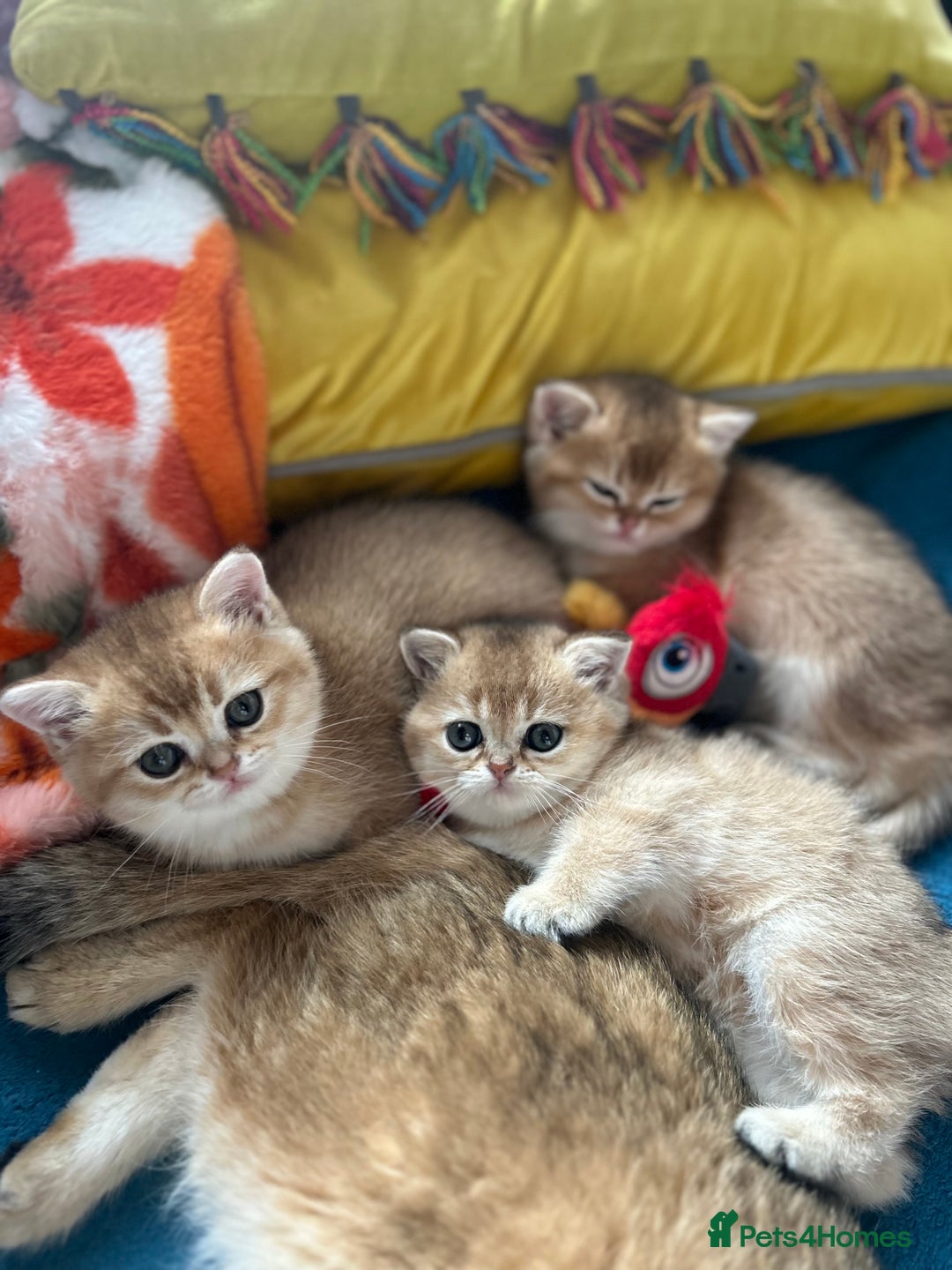 Scottish Fold cats for sale: Gold chinchilla baby’s available  - Advert 36