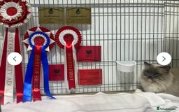 Ragdoll cats for sale: pedigree Ragdoll kittens - champion blood lines  - Image 14
