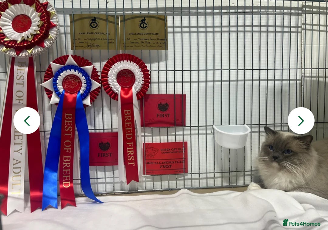 Ragdoll cats for sale: pedigree Ragdoll kittens - champion blood lines  - Image 14