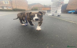 Alapaha Blue Blood Bulldog dogs for sale: Alapaha blue bulldog puppy  - Image 1