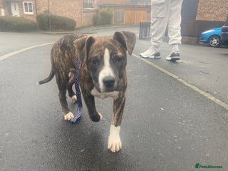 Alapaha Blue Blood Bulldog dogs for sale - Advert 1