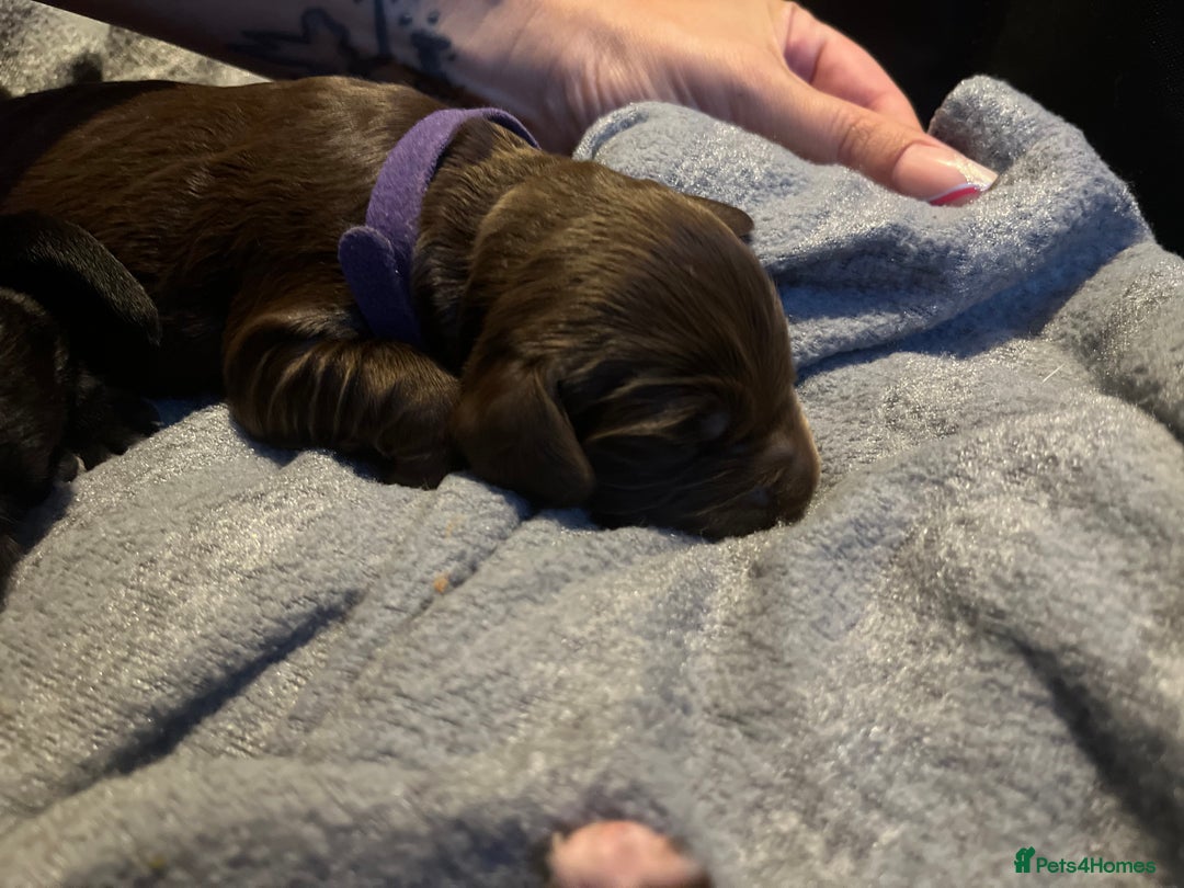 Cocker Spaniel dogs for sale: Cocker spaniels 🐶  - Advert 29