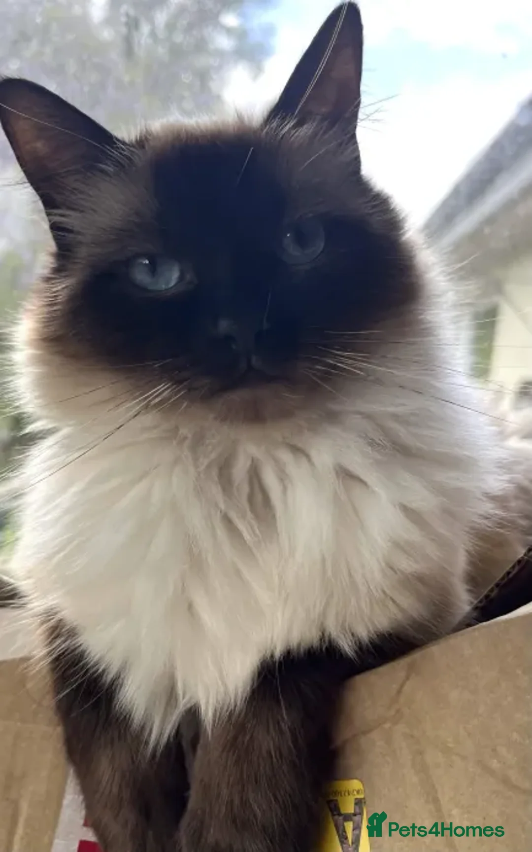 Ragdoll cats for sale: Stunning ragdoll mix kittens - Advert 2