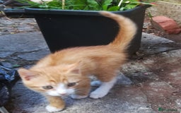 Mixed Breed cats for sale: CLEVER, PRETTY KITTENS READY FOR THEIR NEW HOMES - Image 9