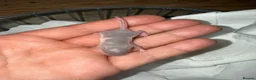 Mouse rodents for sale: Loads of females and males - Advert 13