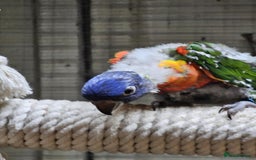 Cockatiels birds for sale: Baby lorrekeet £300 /cockatiels £80 each  - Image 4