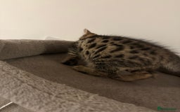 Bengal cats for sale: Four Adorable Half-Bengal Kittens for Sale 🐾 - Image 4