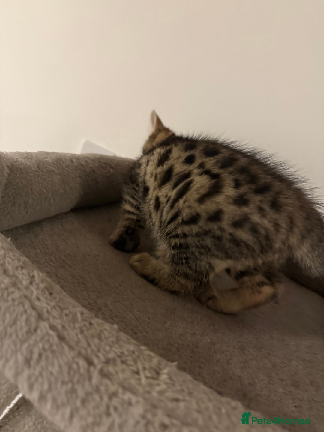 Bengal cats for sale: Four Adorable Half-Bengal Kittens for Sale 🐾 - Image 4