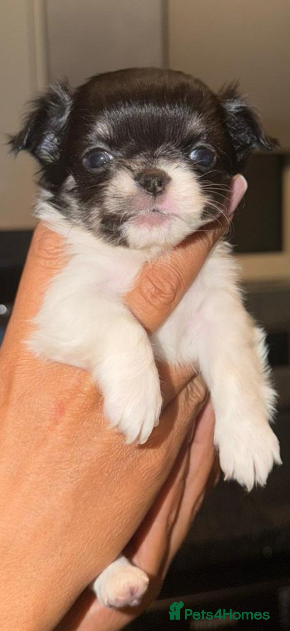 Chihuahua dogs Beautiful tiny chihuahua  - Advert 11