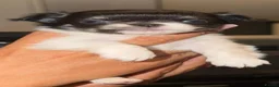 Chihuahua dogs for sale:  Beautiful tiny chihuahua  - Advert 5