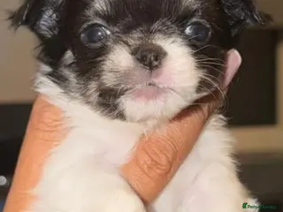 Chihuahua dogs Beautiful tiny chihuahua - Advert 11