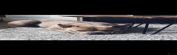 American Bully dogs for sale: Pocket bully female - Advert 8