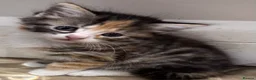 Domestic Shorthair cats for sale: 5 adorable playful kittens - Advert 5