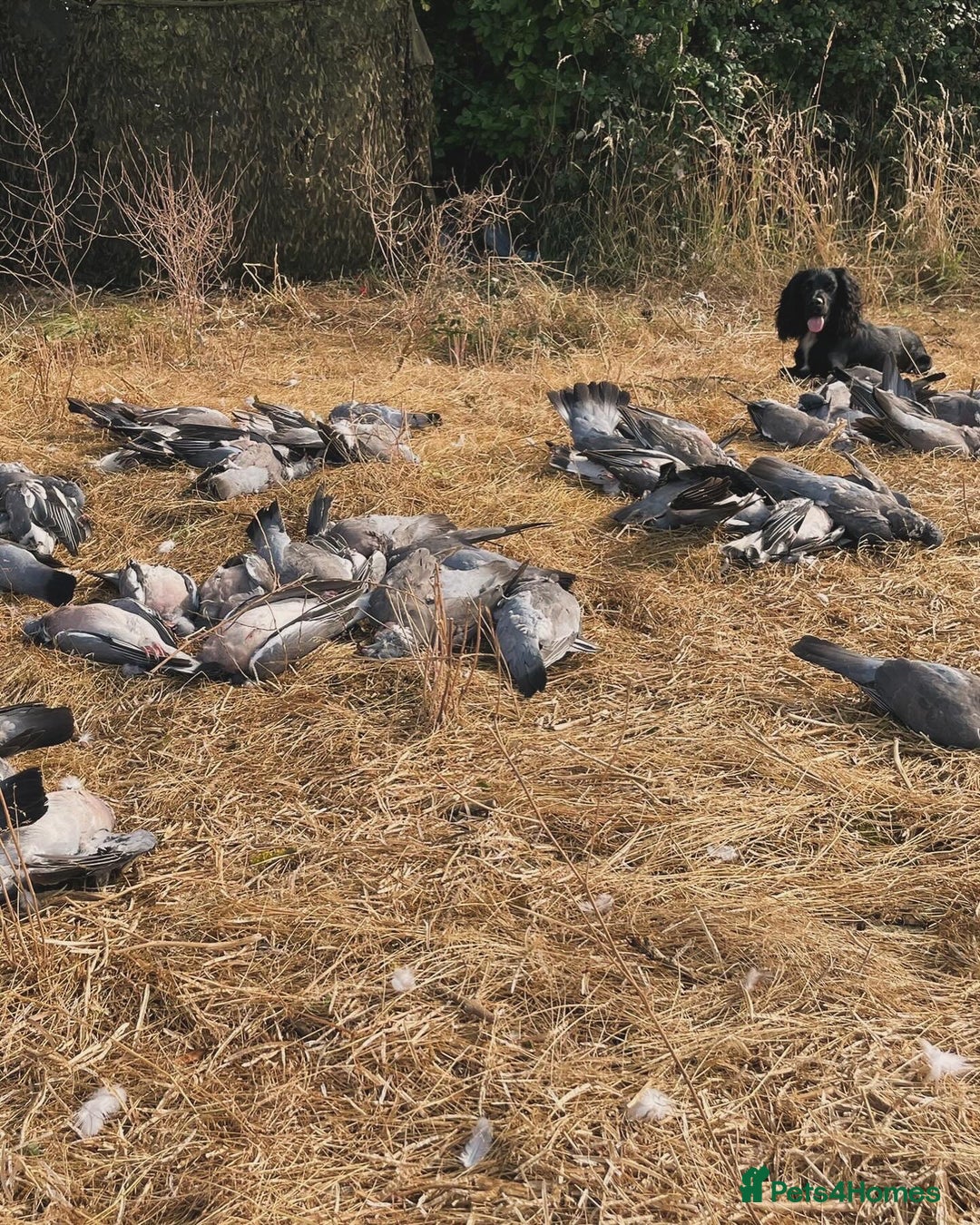 Cocker Spaniel dogs for stud: Working cocker spaniel for stud  in Southam - Advert 11