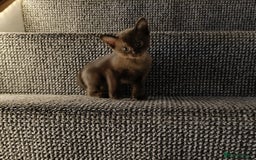 Burmese cats for sale: Burmese kitten 2 boys  - Image 2
