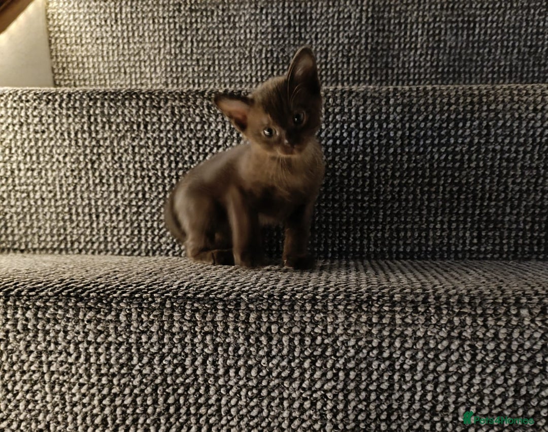 Burmese cats for sale: Burmese kitten 2 boys  - Image 2