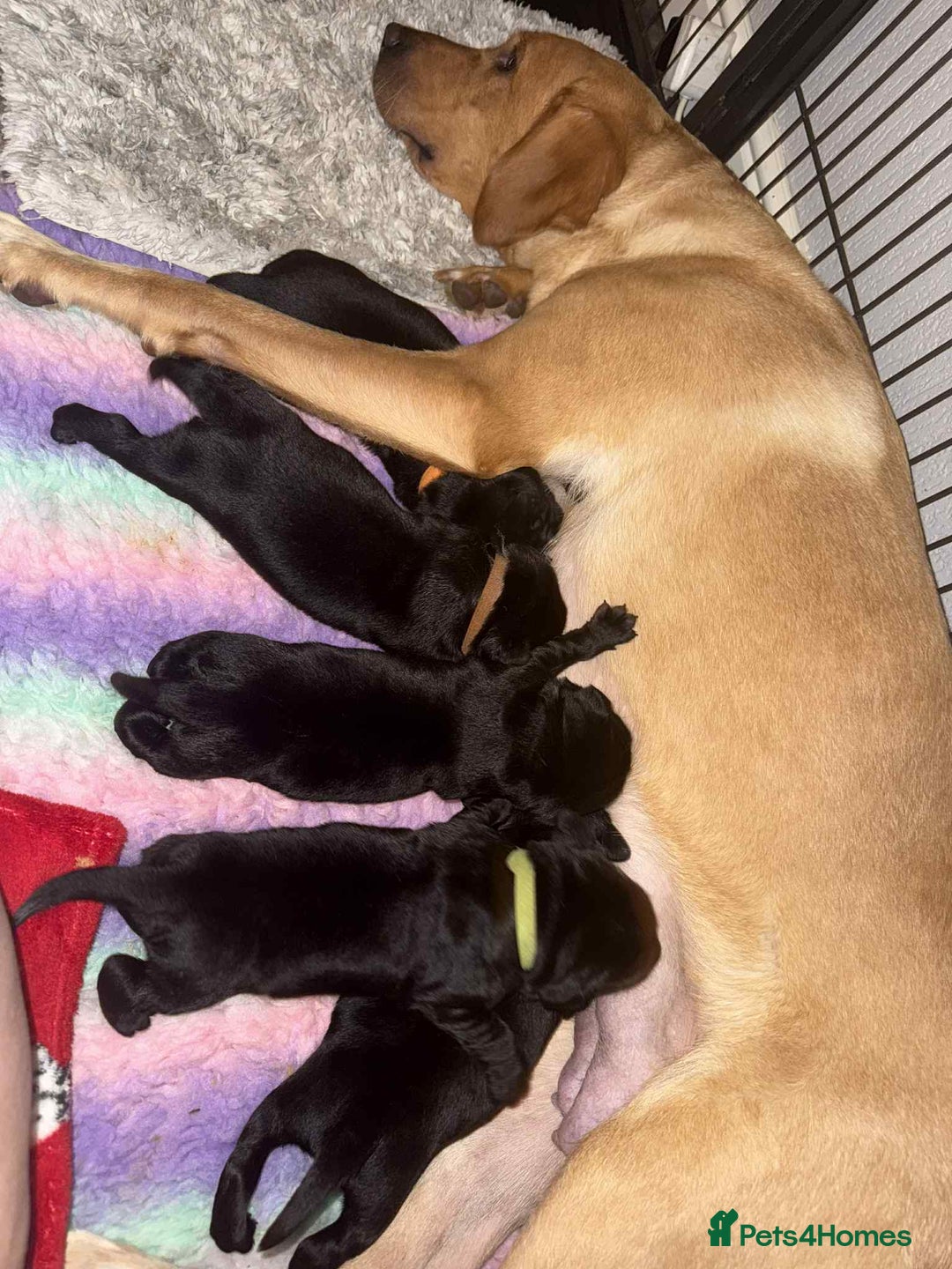 Labrador Retriever dogs for sale: Kc registered Labrador 2 puppies left ! ⭐️⭐️⭐️⭐️ - Advert 16