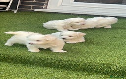 Maltese dogs for sale: Bichonul Maltese - Image 3