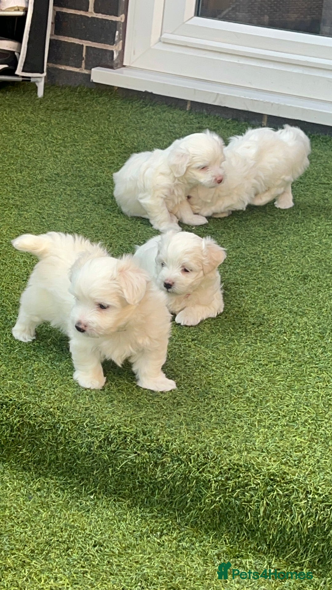 Maltese dogs for sale: Bichonul Maltese - Image 3