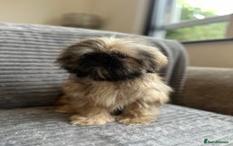 Mixed Breed dogs for sale: Beautiful Perkinese x female - Image 5