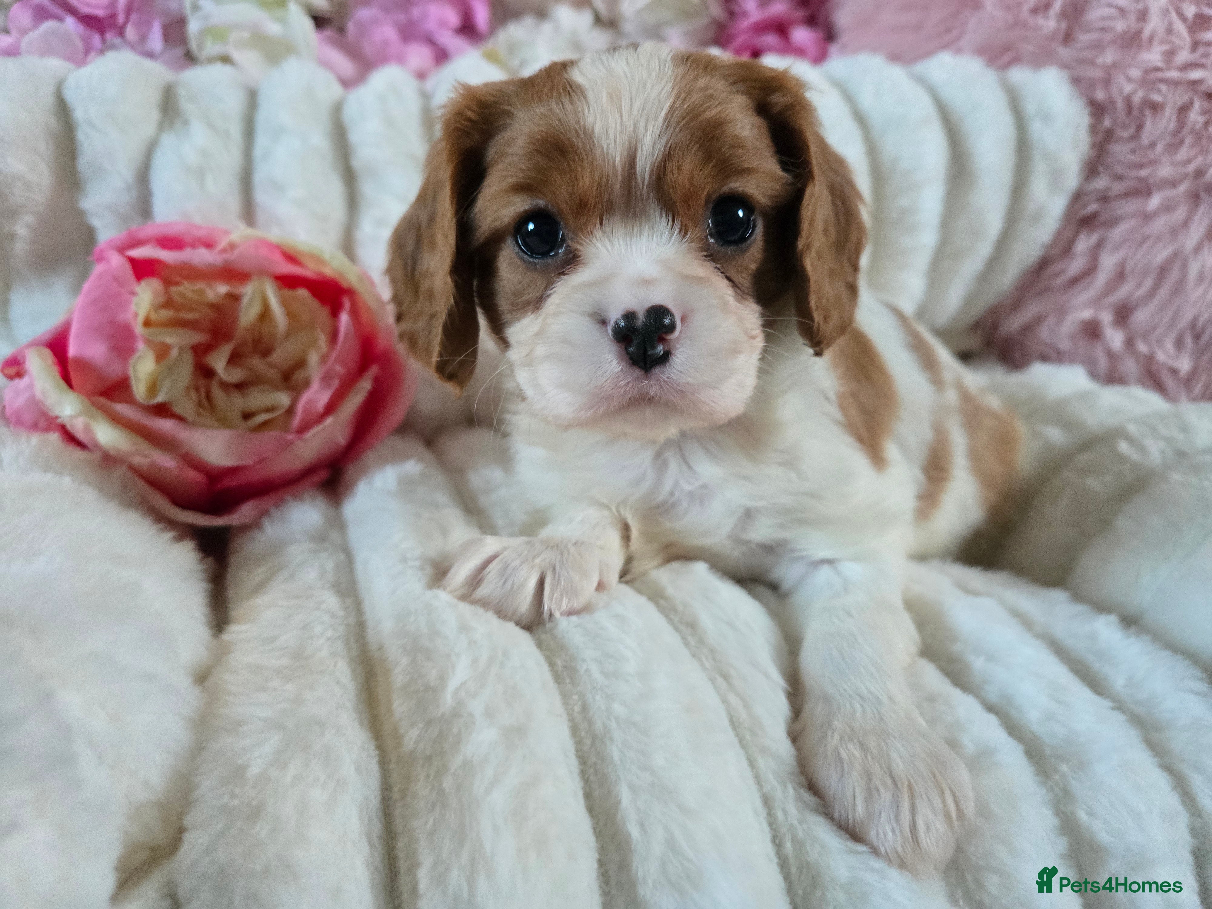 Cavalier King Charles Spaniel dogs Beautiful KC reg Cavalier King Charles Puppies  - Advert 3