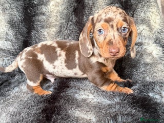 Miniature Dachshund dogs - Advert 5
