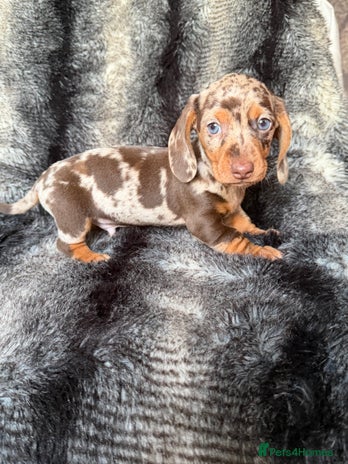 Miniature Dachshund dogs - Advert 3