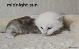 Maine Coon cats for sale: Maine Coon Kittens Black Shaded European Lines - Image 27