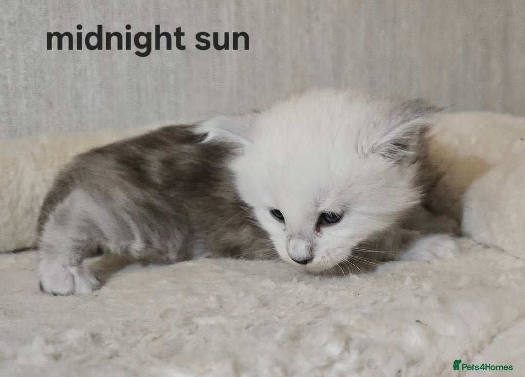 Maine Coon cats for sale: Maine Coon Kittens Black Shaded European Lines - Image 27