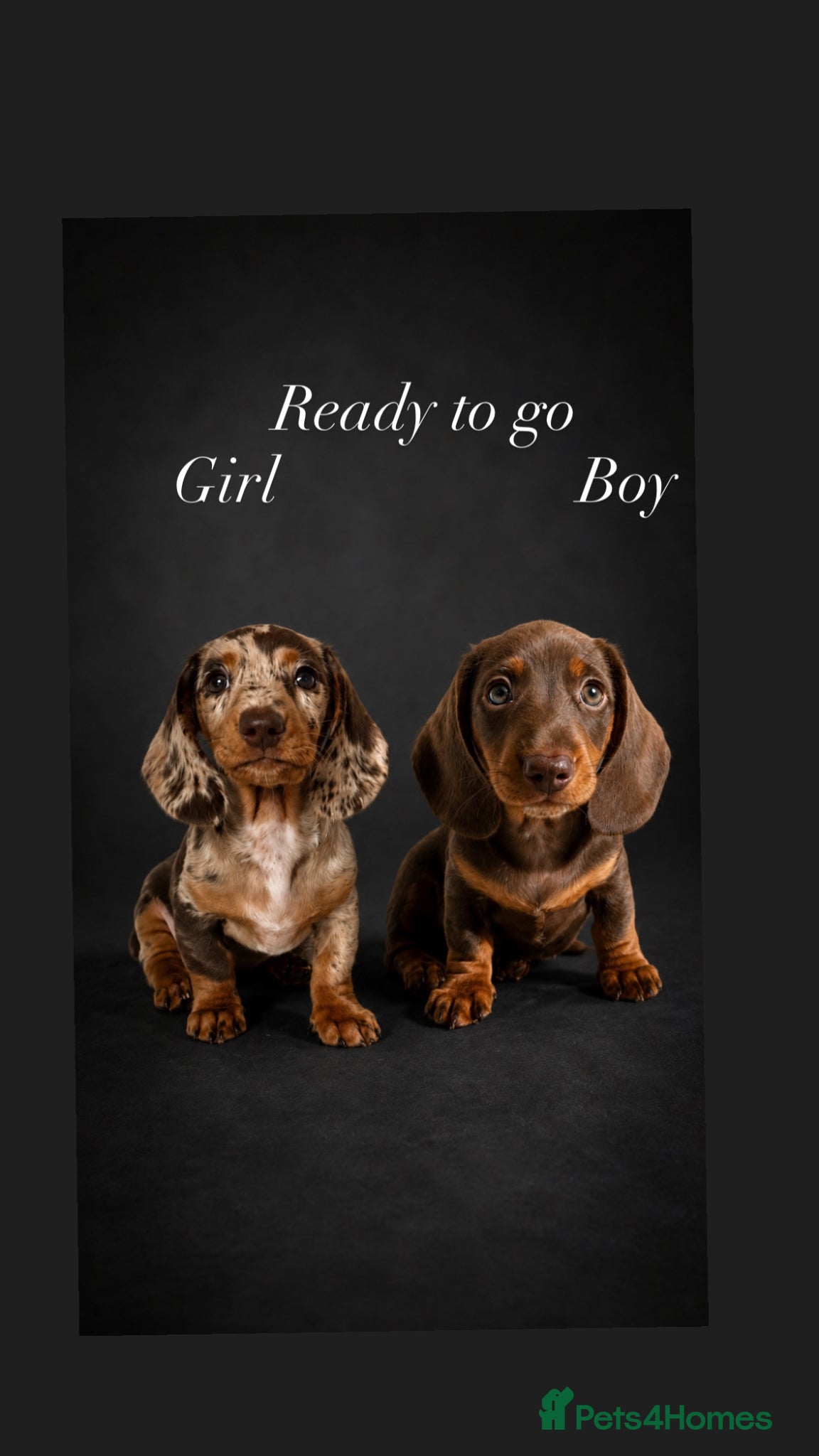 Miniature Dachshund dogs READY NOW MINI DACHSHUND SERIOUS BUYERS ONLY  - Advert 6
