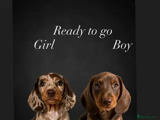 Miniature Dachshund dogs READY NOW MINI DACHSHUND SERIOUS BUYERS ONLY - Advert 6