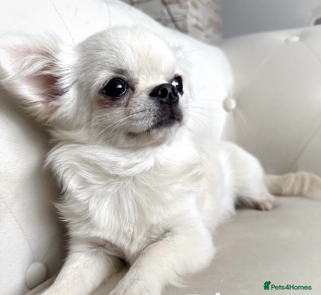 Chihuahua dogs for sale: KC quality chihuahua puppies LC Show line  - Advert 12