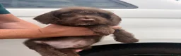 Mixed Breed dogs for sale: Doxiepoos  - Advert 7