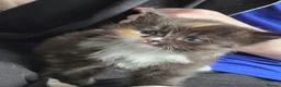 Mixed Breed cats for sale: Stunning tortie girls - Advert 7