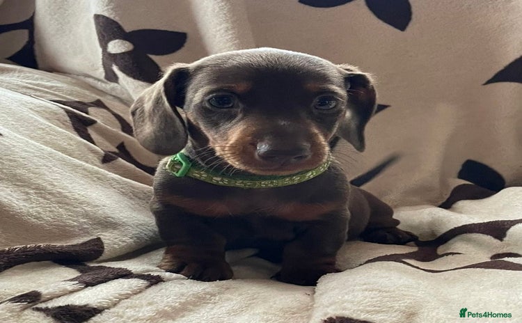 Miniature Dachshund dogs - Advert 5