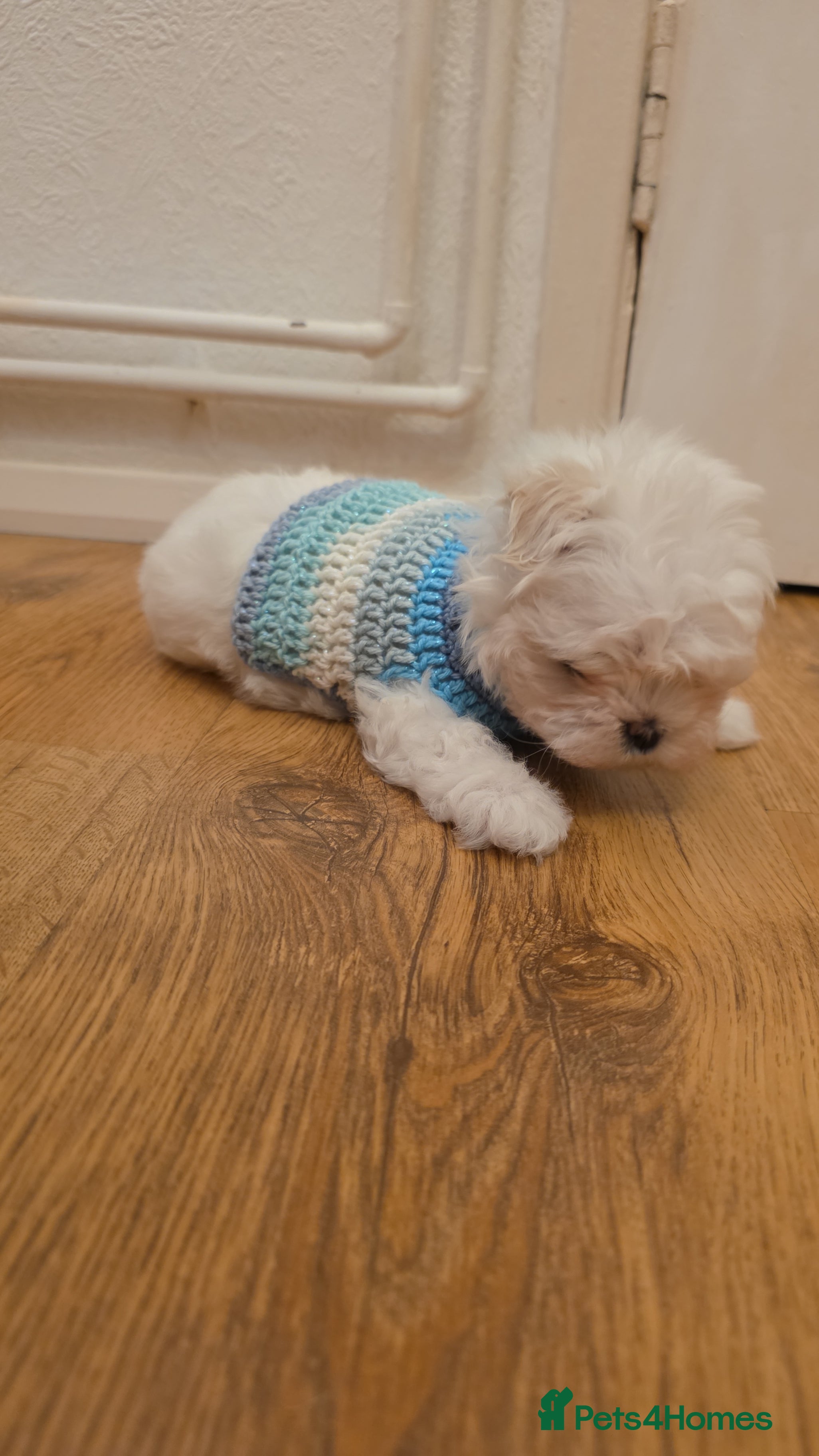 Maltese dogs Tiny Korean maltese - Advert 2